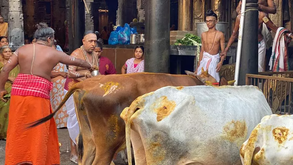 Sri Saneeswara Swamy Vari Abhishekam